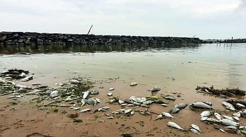 பாம்பன் குந்துகால் கடற்கரையில் இறந்து கரை ஒதுங்கிய மீன்கள்