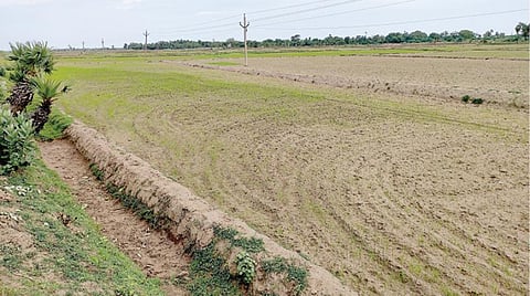 புதுக்கோட்டை மாவட்டம் நாகுடி பகுதியில் விதைக்கப்பட்ட நிலையில் தண்ணீருக்காக காத்திருக்கும் நெற்பயிர்கள்.படங்கள்: கே.சுரேஷ்