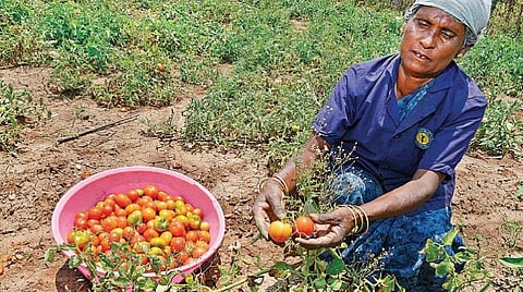 எது இயற்கை உணவு 20: இயற்கை வேளாண்மையை நாம் ஏன் ஆதரிக்க வேண்டும்?