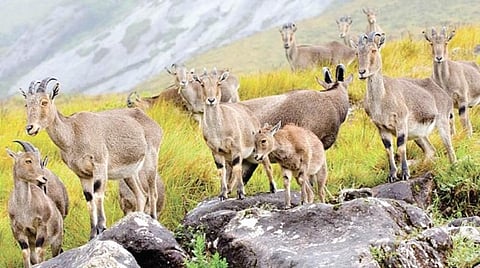 சேதி தெரியுமா? - ராம் ஜெத்மலானி மறைவு