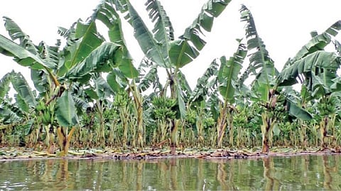 பவானிசாகர் அணையின் நீர்மட்டம் உயர்ந்து வருவதால் மூலையூர் பகுதியில் நீரில் மூழ்கிய வாழை மரங்கள்.