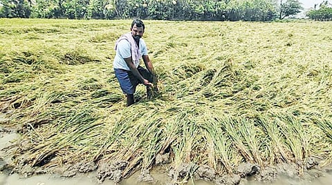தஞ்சாவூர் மாவட்டம் திருவையாறு அருகே உள்ள அம்மையகரம் கிராமத்தில் தொடர் மழையின் காரணமாக வயலில் சாய்ந்த நிலையில் உள்ள அறுவடைக்கு தயாரான நெற்கதிரை சூழ்ந்துள்ள தண்ணீரை வடியவைக்கும் பணியில் ஈடுபட்டுள்ள விவசாயி.