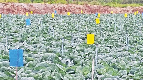 பாகலூரில் பயிரிடப்பட்டுள்ள காலிபிளவர் பயிருக்கு இடையே பூச்சிகளை அழிக்க வைக்கப்பட்டுள்ள பசை தடவப்பட்டுள்ள நீலம் மற்றும் மஞ்சள் வண்ண இனக்கவர்ச்சிப் பொறி அட்டைகள். படம்: ஜோதி ரவிசுகுமார்