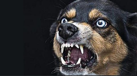 நோய் தடுப்பு மருந்து உற்பத்தி நிறுத்தம்!- `ரேபீஸ்’ இல்லாத மாவட்டமாக நீலகிரி மாறுவது சாத்தியமா?