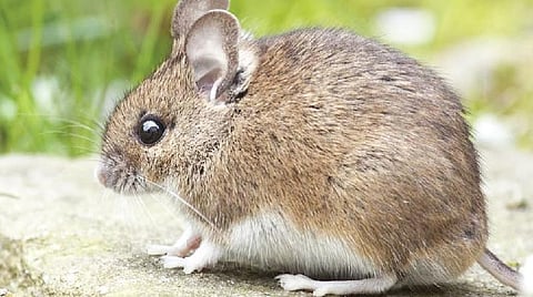 டிங்குவிடம் கேளுங்கள்: தண்ணீர் குடிக்காத விலங்கு உண்டா?