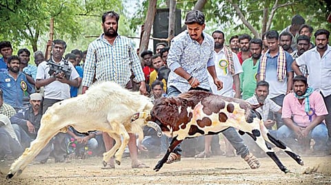 ஜல்லிக்கட்டைபோல் ‘கிடா முட்டு’ சண்டைக்கும் தடை நீக்கப்படுமா?- நாட்டு செம்மறி ஆட்டு இனம் அழியும் அபாயம்