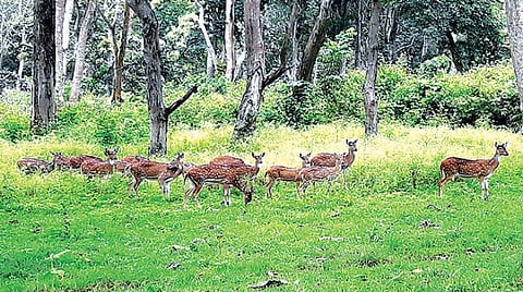 முதுமலையில் சாலையோரம் புற்களை மேய்ந்த மான் கூட்டம். படம்: ஆர்.டி.சிவசங்கர்.