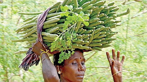 சாயர்புரம் அருகேயுள்ள முருங்கை தோட்டத்தில் இருந்து முருங்கைக் காய்களை பறித்து வரும் தொழிலாளி.