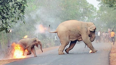 விலங்குகளின் முதல் எதிரி யார்?