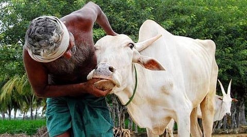 கோமாரி தடுப்பூசி முகாம் அக்.14 முதல் தொடக்கம்: தமிழகம் முழுவதும் 95 லட்சம் கால்நடைகளுக்கு போட இலக்கு