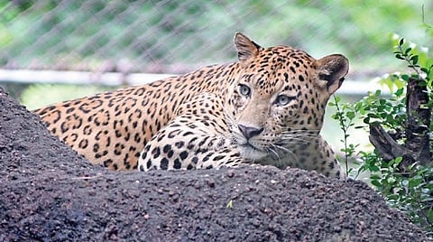 சிறுத்தையிடம் இருந்து தம்பியை காப்பாற்றிய சிறுமி