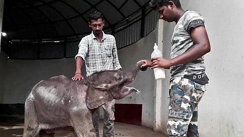 காட்டில் தனித்து விடப்பட்ட 3 மாத குட்டியானையின் பாதுகாப்புக்கு யார் பொறுப்பு?- வனத்துறை பதிலளிக்க உயர் நீதிமன்றம் உத்தரவு