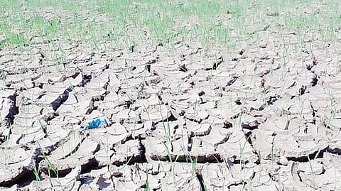 மகேந்திரப்பள்ளியில் கிளை வாய்க்கால்களுக்கு தண்ணீர் வராததால் கருகும் நெற்பயிர்கள்: போர்க்கால அடிப்படையில் தூர் வார விவசாயிகள் கோரிக்கை