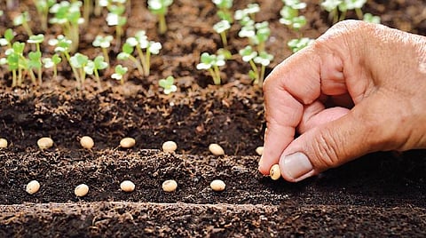 விதை முதல் விளைச்சல் வரை 05: முக்கியத்துவம் மிக்க விதைகள்