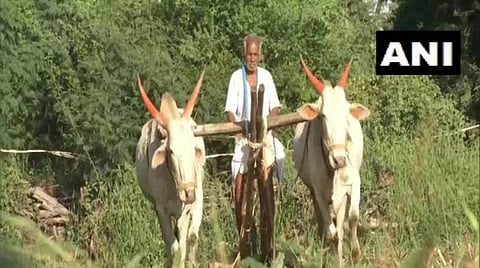 பசவணப்ப பாட்டீல் தனது வயலில் பணியாற்றுகிறார் | படம்: ஏஎன்ஐ