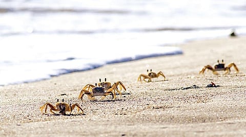 மொழிபெயர்ப்பு: நண்டுகளுக்கு அபாரமான ஞாபக சக்தி: புதிய ஆய்வு