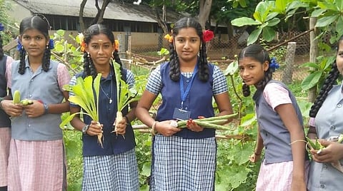 காய்கறி சாகுபடியில் அசத்தும் மாணவ விவசாயிகள்