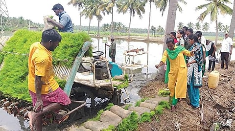 விதை முதல் விளைச்சல் வரை 06: விதைப்பு முறைகள்