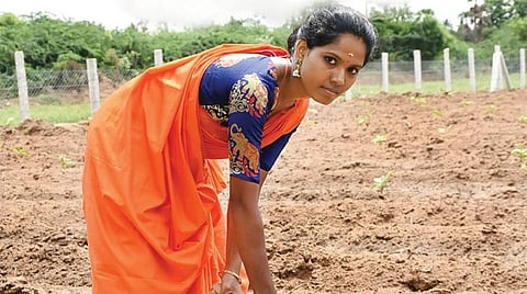 வானவில் பெண்கள்: விவசாயத்தில் குறிஞ்சிமலர்