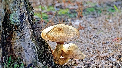 மொழிபெயர்ப்பு: இலைகளை விடவும் நட்பான பூஞ்சைகளைத்தான் சில செடிகள் சார்ந்திருக்கின்றன: புதிய ஆய்வு