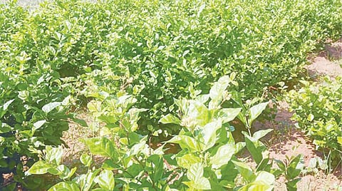 நிலக்கோட்டையில் குளிரால் மல்லிகை செடியில் மொட்டுகள் கருகி காணப்படுகின்றன.