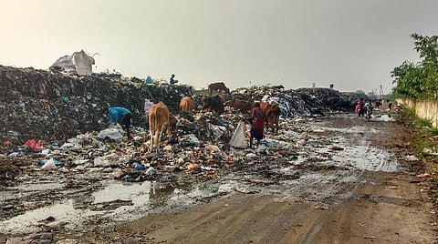 திருக்காலிமேடு குப்பை கிடங்கில் டெங்கு கொசுக்கள் உற்பத்தி: விரைந்து நடவடிக்கை எடுக்க மக்கள் வலியுறுத்தல்