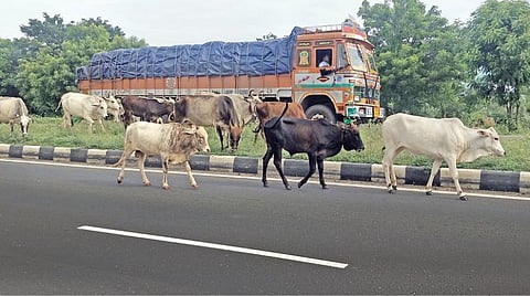 மாநகர சாலைகளில் திரியும் மாடுகளால் மக்கள் அவதி: போலீஸார் வழக்கு பதிவு செய்ய வலியுறுத்தல்
