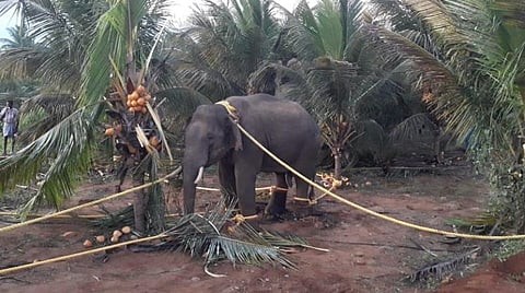 மயக்க ஊசி செலுத்தப்பட்டு கயிற்றால் கட்டப்பட்டுள்ள 'அரிசி ராஜா' யானை