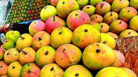 தென்னாப்பிரிக்க அல்போன்சா!