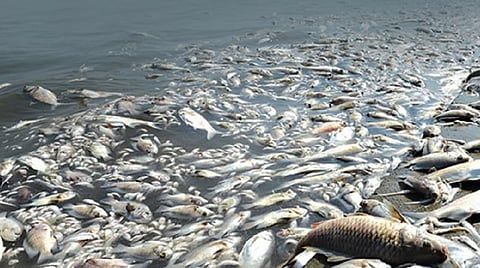 360: தொழிற்சாலைக் கழிவுகளே காரணம்!