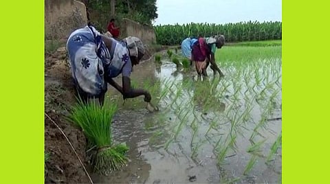 தூத்துக்குடி மாவட்டம் நாசரேத் பகுதியில் நடவு செய்யப்பட்டுள்ள பிசான நெல் பயிரில் முதல் கட்ட களையெடுக்கும் பணியில் ஈடுபட்ட பெண்கள்.