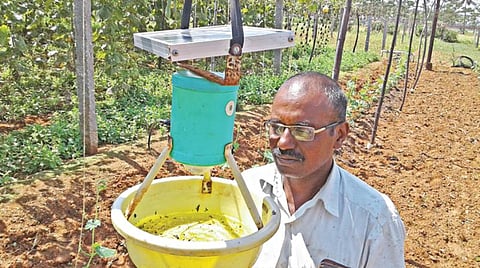 பூச்சிகளை கட்டுப்படுத்த விவசாய தோட்டத்தில் தண்ணீருடன் வைக்கப்பட்டுள்ள பிளாஸ்டிக் பெட்டியுடன் விவசாயி சரவணன். படங்கள்: கி. பார்த்திபன்.