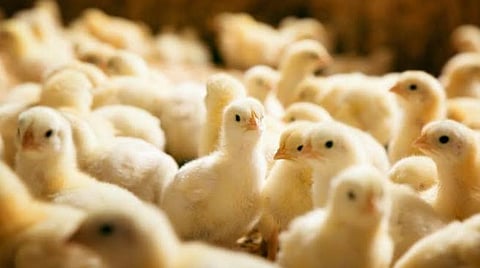 மொழிபெயர்ப்பு: ஸ்மார்ட்போன் மோகத்தை அகற்றக் குழந்தைகளுக்கு கோழிக்குஞ்சுகள்