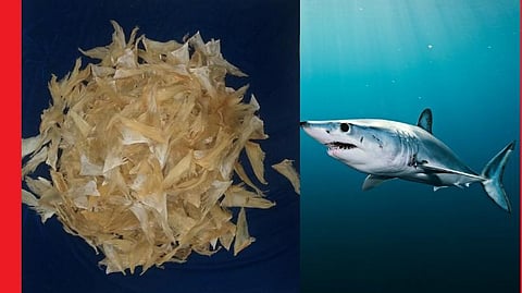 மருந்துக்கு பயன்படும் சுறா மீனின் துடுப்புகள் சிங்கப்பூருக்கு கடத்தல்: விமான நிலையத்தில் பயணி கைது