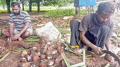 குற்றால பயணத்தின்போது கிடைக்கும் திகட்டாத சுவையுடன் பனை உணவுப் பொருட்கள்: சுற்றுலா பயணிகள் விரும்பி வாங்கிச் செல்வதால் வியாபாரிகள் மகிழ்ச்சி