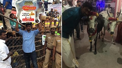 ஜல்லிக்கட்டுப் போட்டியில் கார், பைக்குகளுக்குப் பதில் பரிசாக நாட்டுப் பசுமாடுகள்: விழா கமிட்டியினருக்கு ‘பேஸ்புக்’கில் இளைஞர்கள் கோரிக்கை