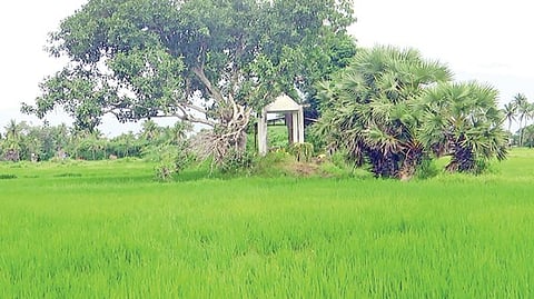 உள்ளாட்சித் தேர்தலால் திருவாரூர் மாவட்டத்தில் கிராமங்களில் நிலவும் பிரச்சினைகளுக்கு தீர்வு கிடைக்குமா? - பொதுமக்கள், சமூக ஆர்வலர்கள் எதிர்பார்ப்பு