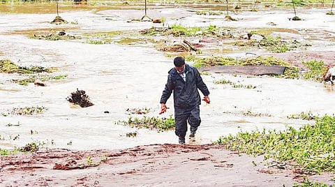 உதகை அருகே கேத்தி பாலாடா பகுதியில் மழை வெள்ளத்தில் மூழ்கிய கேரட் பயிர்கள்.