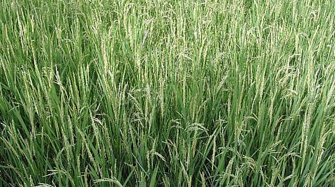 பாரம்பரிய நெல் ரகங்களின் பெயரில் தமிழக கிராமங்கள்: ராமநாதபுரம் தொல்லியல் நிறுவனத்தின் ஆய்வில் தகவல்