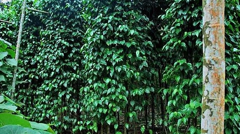 தென்காசியில் தொடர் மழையால் வெற்றிலை பயிரில் நோய் தாக்குதல்: விவசாயிகள் கவலை