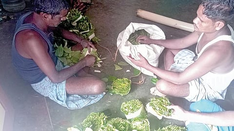 அழிவின் விளிம்பில் உள்ள வெற்றிலை விவசாயம் பாதுகாக்கப்படுமா?- சாகுபடி செய்ய கடனுதவி, காப்பீட்டு திட்டம் உள்ளிட்ட உதவிகளை எதிர்பார்க்கும் விவசாயிகள்