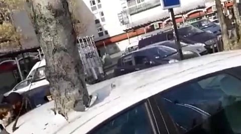 காரின் நடுவே வளர்ந்த மரம்: வதந்தி பரப்பிய வீடியோ உண்மையா?