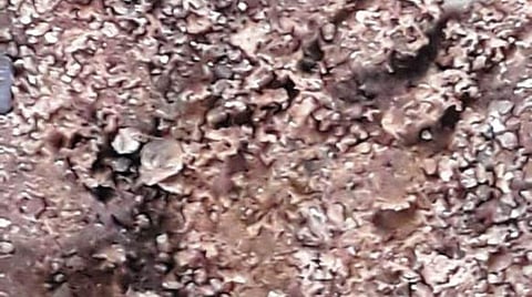 செங்கல்பட்டு அருகே மீண்டும் சிறுத்தை நடமாட்டம்?- பொதுமக்கள் பீதி; வனத் துறையினர் மறுப்பு