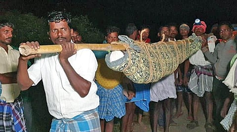 உயிரிழந்த முனுசாமியின் உடல் டோலி கட்டி தூக்கிச்செல்லப்படுகிறது. அடுத்த படம்: முனுசாமியின் மனைவியும் கர்ப்பிணியுமான அனிதாவை கைத்தாங்கலாக அழைத்துச் சென்ற உறவினர்கள்.