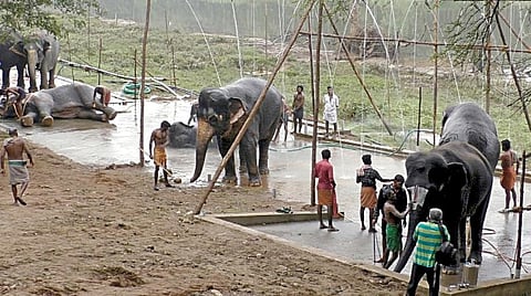 மேட்டுப்பாளையம் அருகேயுள்ள தேக்கம்பட்டியில் நடைபெறும் சிறப்பு நலவாழ்வு முகாமில் பவானி ஆற்றங்கரையோரம் அமைக்கப்பட்ட ஷவர்களில் ஆனந்தமாய் குளிக்கும் யானைகள்.