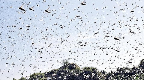 வடக்கு குஜராத்தின் தாரட் கிராமத்தில் பயிர்களை சூறையாடிய வெட்டுக்கிளி கூட்டம்.