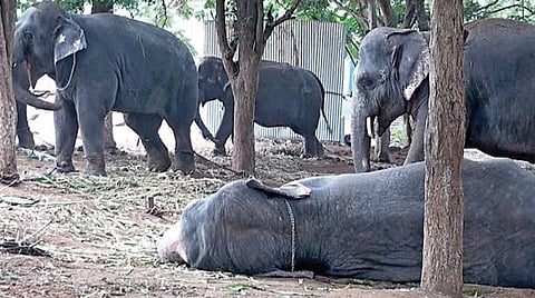 மேட்டுப்பாளையம் அருகே தேக்கம்பட்டியில் நடைபெறும் நல்வாழ்வு முகாமில் ஓய்வெடுக்கும் யானைகள்.