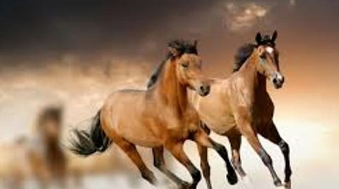 27 நட்சத்திரங்கள்... ஏ டூ இஸட் தகவல்கள்! 2 - புதிய தொடர் : அஸ்வினி நட்சத்திரக்காரர்களின் குணங்கள்