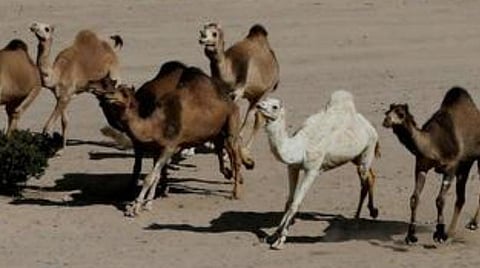 ஆஸ்திரேலியாவில் வறட்சி: 1000 ஒட்டகங்களைக் கொல்ல முடிவு