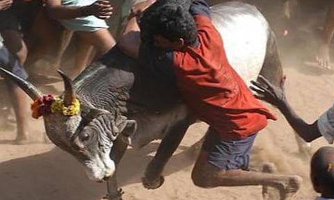 அவனியாபுரம், பாலமேடு, அலங்காநல்லூரில் வாடிவாசல் காண 2,100 காளைகள் தயார்: களைகட்டத் தொடங்கியது ஜல்லிக்கட்டுத் திருவிழா